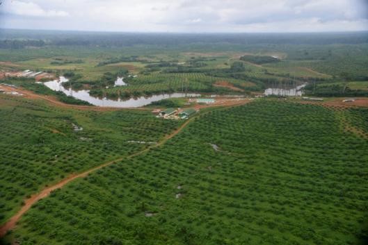 Oil Palm Plantations and Water Grabbing: Ivory Coast and Gabon