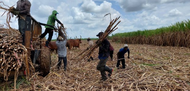 Forced Labor in the Dominican Sugar Industry: A State Crime