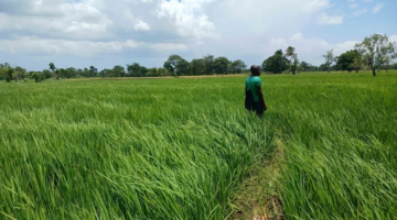 Exporting Apartheid: Israel’s Role in Haiti’s Water Crisis