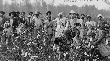 19th century cotton pickin